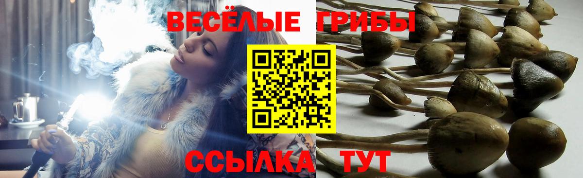 Галлюциногенные грибы Cubensis Мариинск